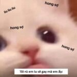 Full) Ảnh Sẽ gầy Meme hài hước trên MXH (update mới)